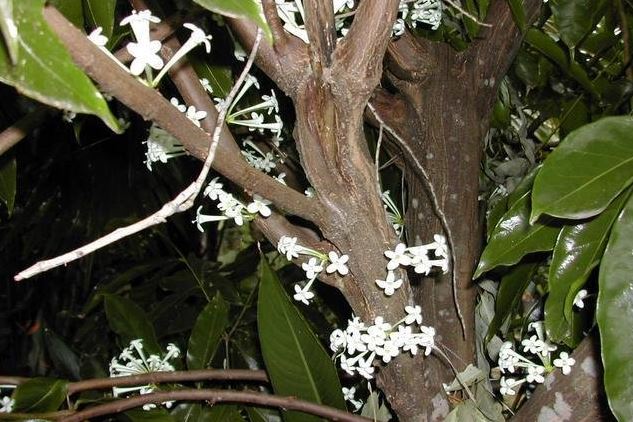 Phaleria Species, Rosy Apple, Scented Daphne