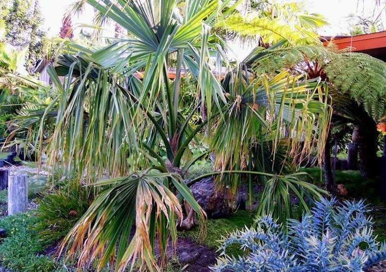 Sabal Species, Bay Palmetto, Savannah Palm, Silverback Sabal Palm