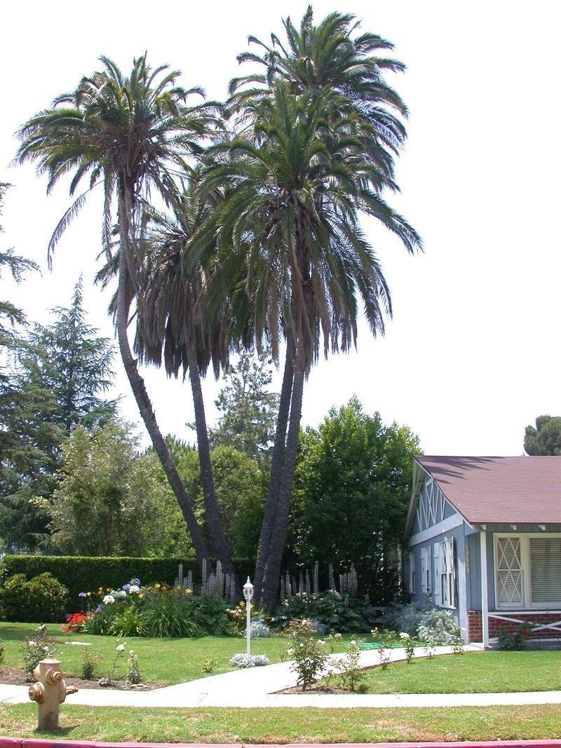 Phoenix Hybrid, Date Palm