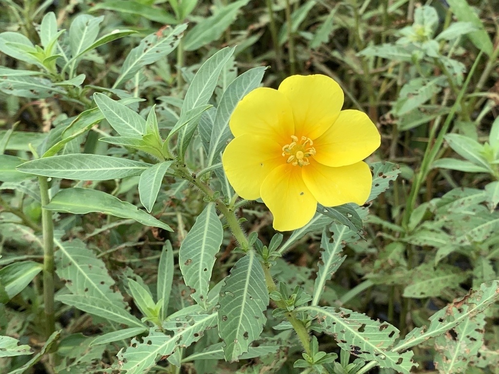 Six-petal Primrose Willow, Water Primrose