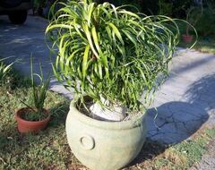 Beaucarnea Species, Curly Nolina, Guatemala Ponytail Palm, Red Ponytail Palm