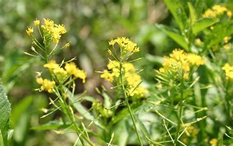 Florida Yellowcress
