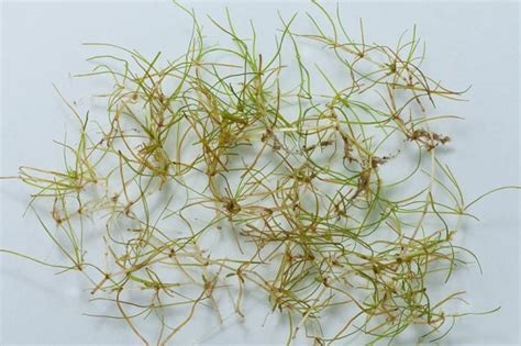 Horned Pondweed