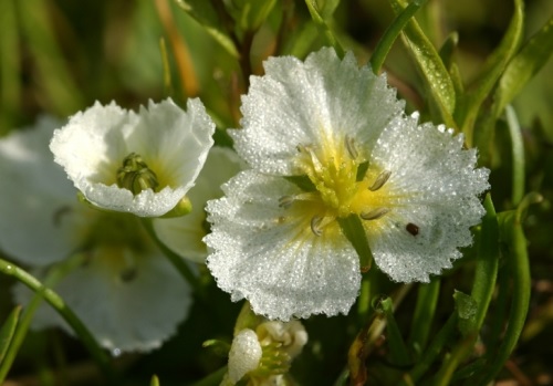 Fringed Water Plantain