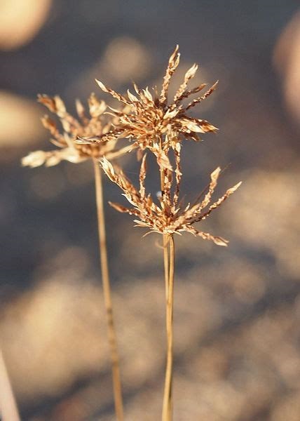 Watergrass