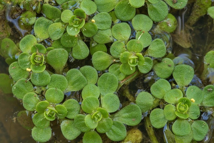 Two-headed Water Starwort