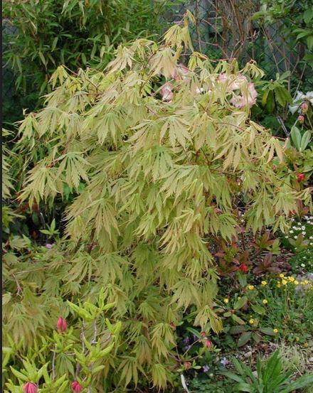 Acer, Weeping Japanese Maple Omurayama
