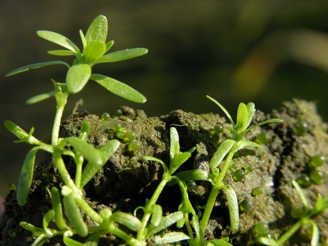 Vernal Water-Starwort