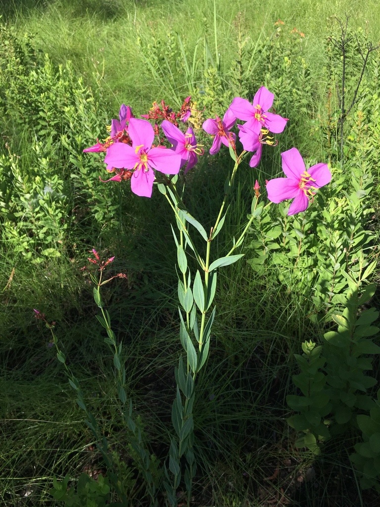 Savannah Meadowbeauty
