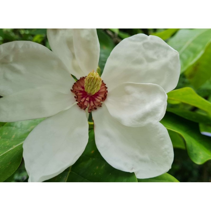 Magnolia Charles Coates