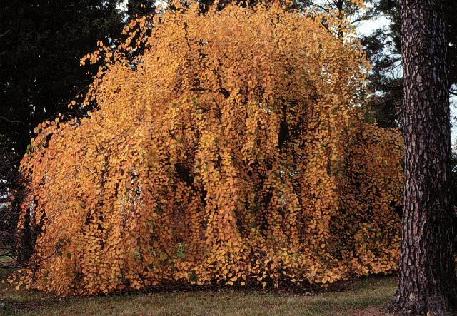 Weeping Katsura Tree Amazing Grace