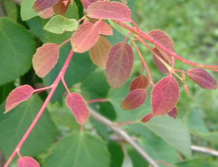 Weeping Katsura Tree Tidal Wave