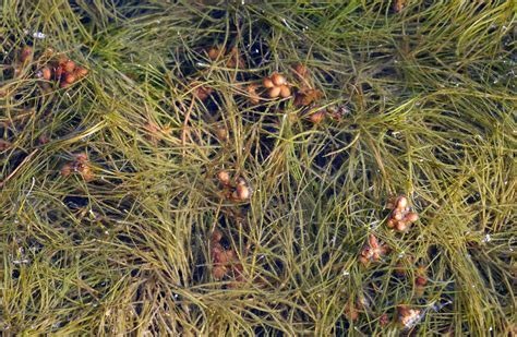 Sago Pondweed
