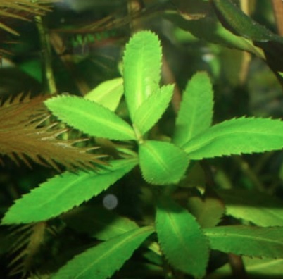 Marsh Mermaidweed