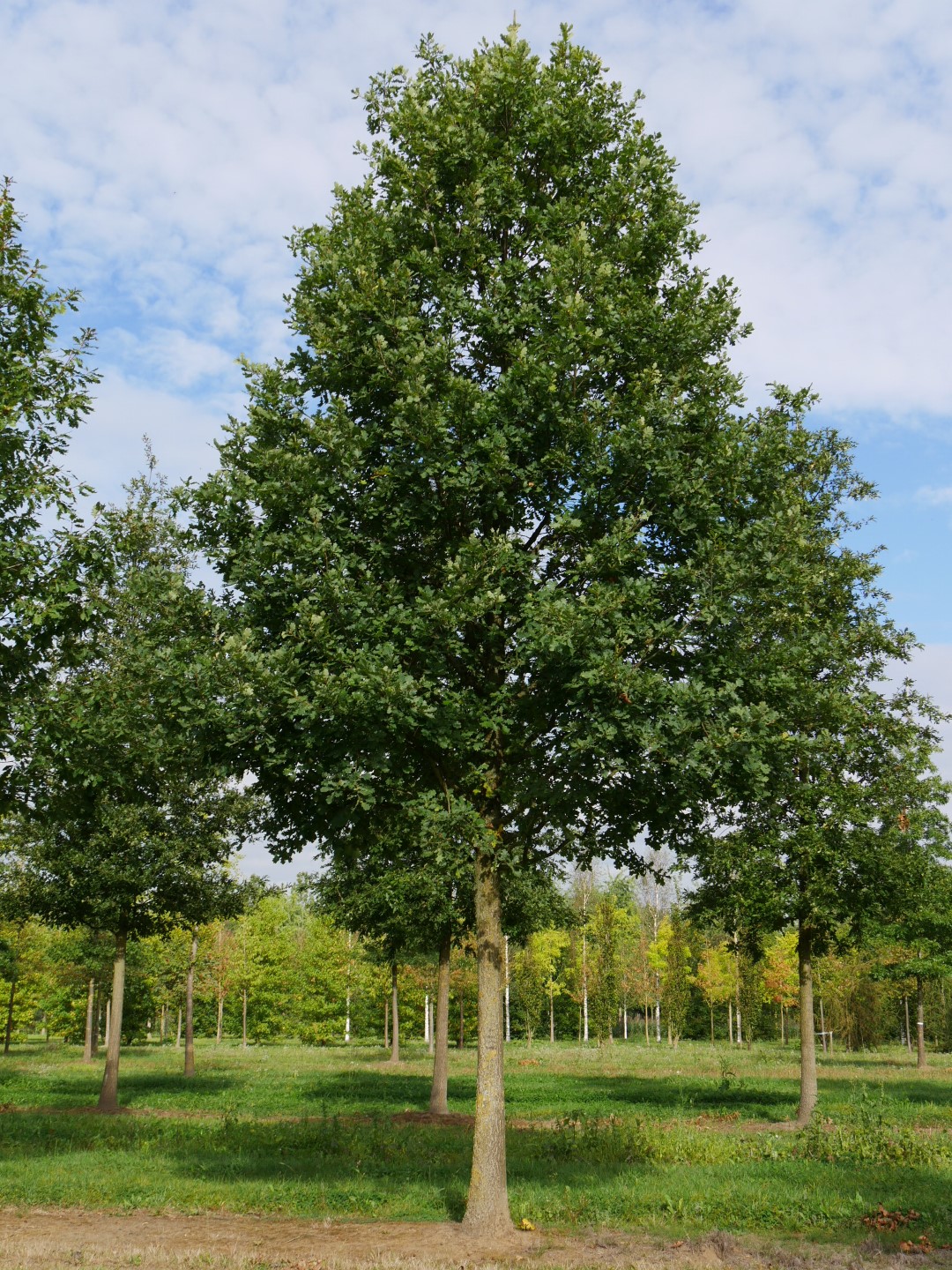 Sessile Oak, Durmast Oak Columnaris