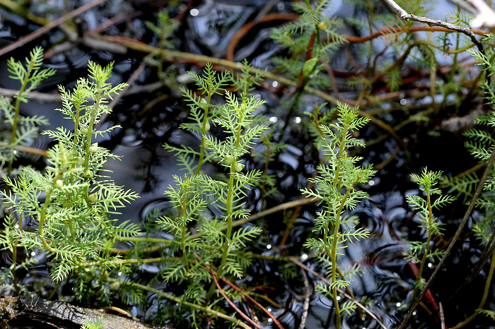 Combleaf Mermaidweed