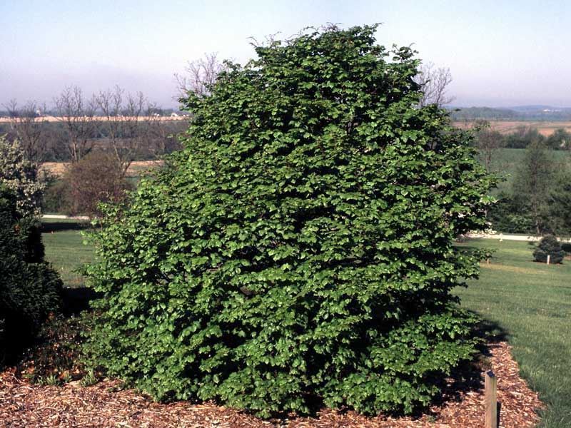Weeping Littleleaf Linden Pendula Nana