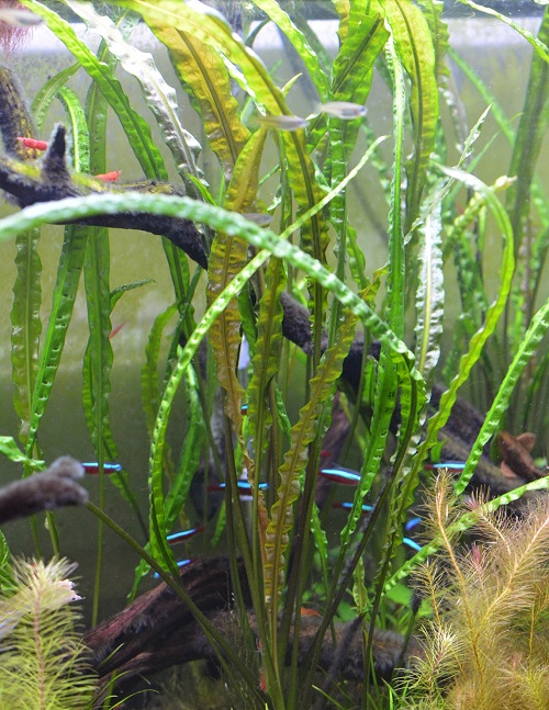 Water Trumpet