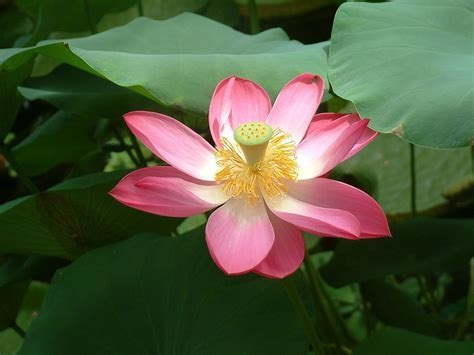 Shiroman Lotus Alba Plena