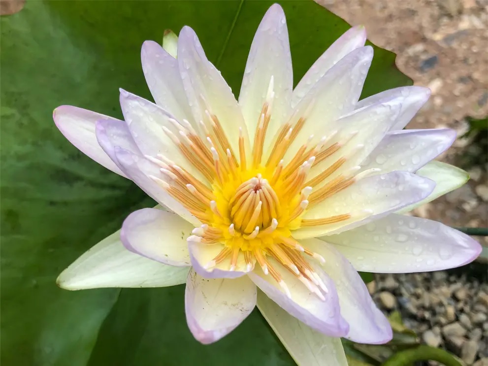 Tropical Day-Blooming Water Lily, Waterlily Moon Beam