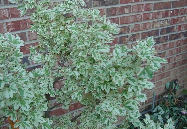 Hedge Maple, Field Maple Carnival