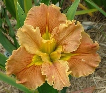 Louisiana Iris Our Caroline