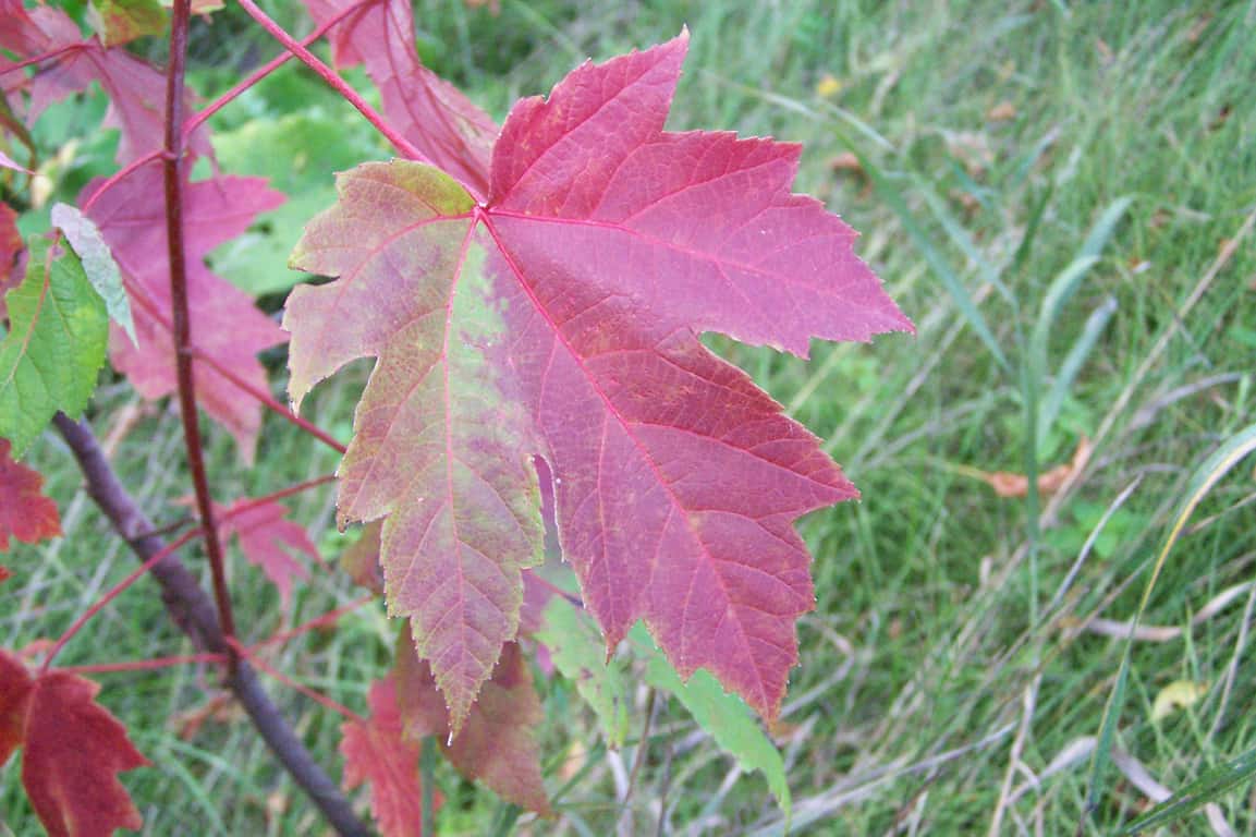 Freemans Maple, Hybrid Red Maple