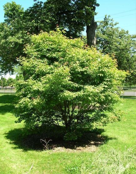 Acer Species, Henrys Maple
