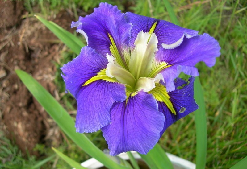 Louisiana Iris Ginnys Choice