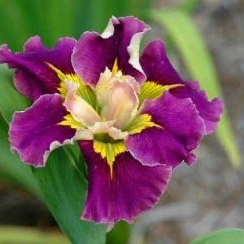 Louisiana Iris Maison De Ville