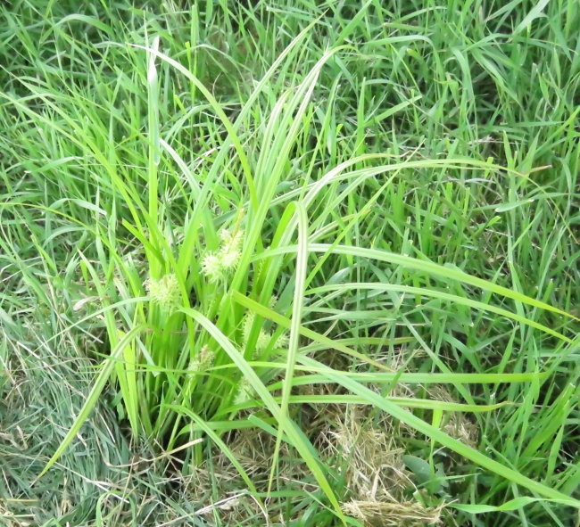 Deflexed Bottle Brush Sedge