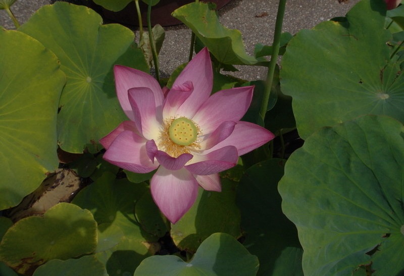 Nelumbo, Lotus Rosy Clouds