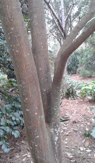 Yunnan Maple, Southern Maple