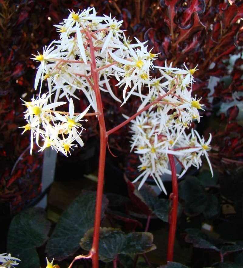 Saxifraga, Saxifrage Rubrifolia