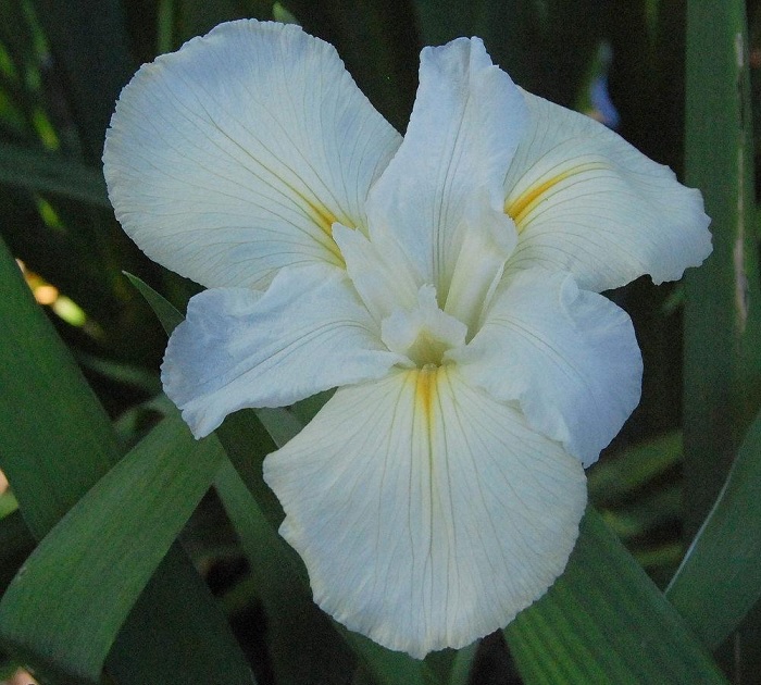 Louisiana Iris Cajun White Lightning