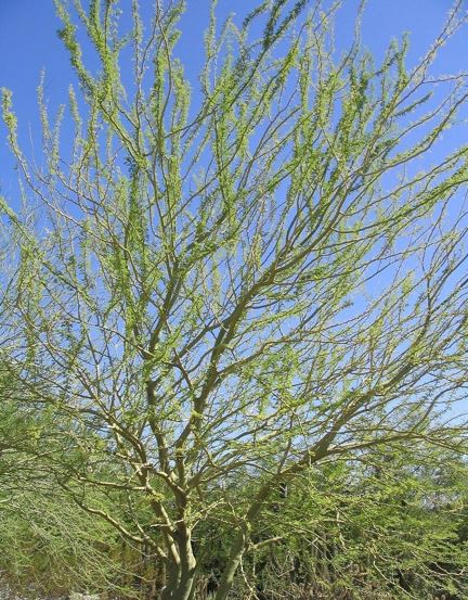 Parkinsonia Species, Palo Brea, Sonoran Palo Verde