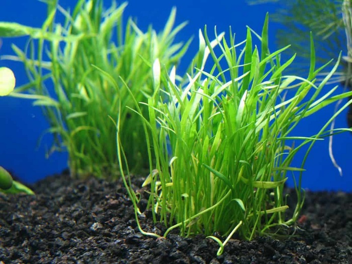 Narrow-leaf Micro Sword