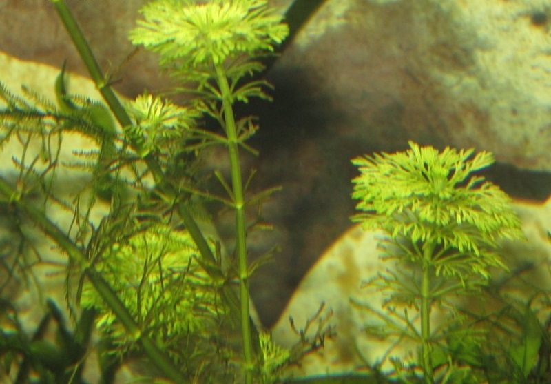 Limnophila Species, Indian Marshweed
