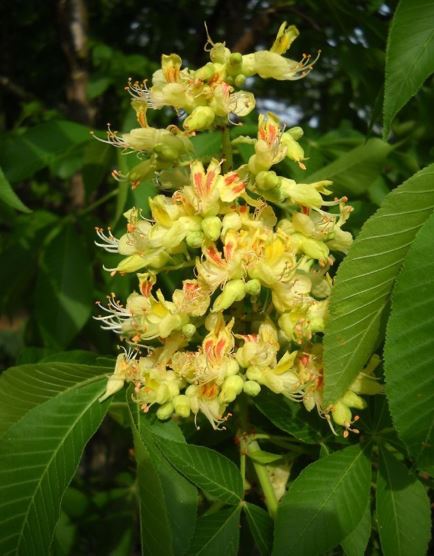 Ohio Buckeye, Horse Chestnut Autumn Splendor