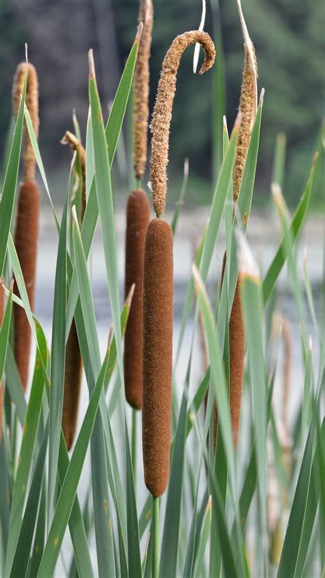 Lesser Bulrush, Narrow-leaved Reed Mace, Narrowleaf Cattail Zebratails