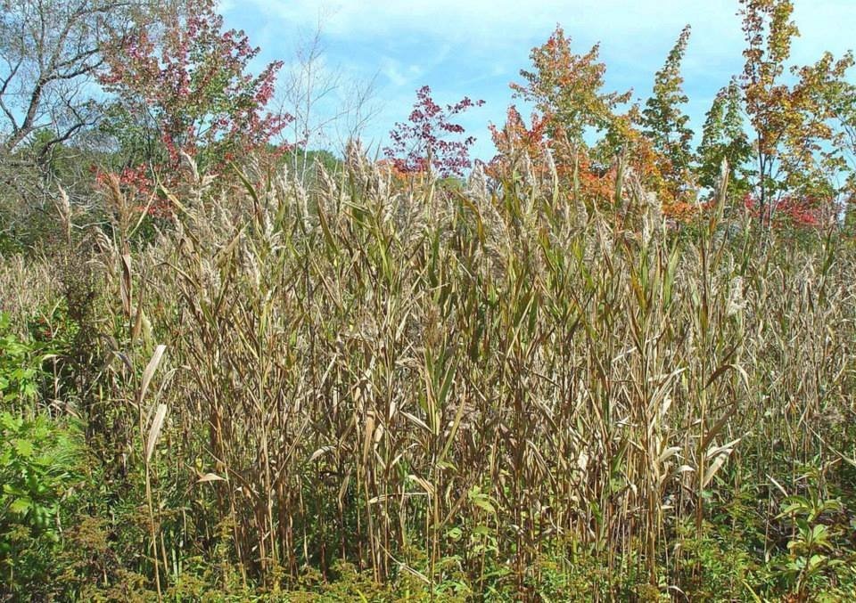 American Reed