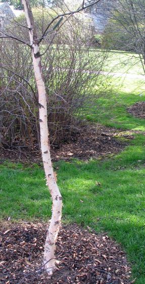 River Birch Dura Heat