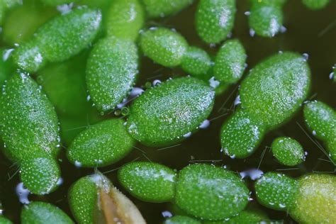 Rootless Duckweed, Watermeal