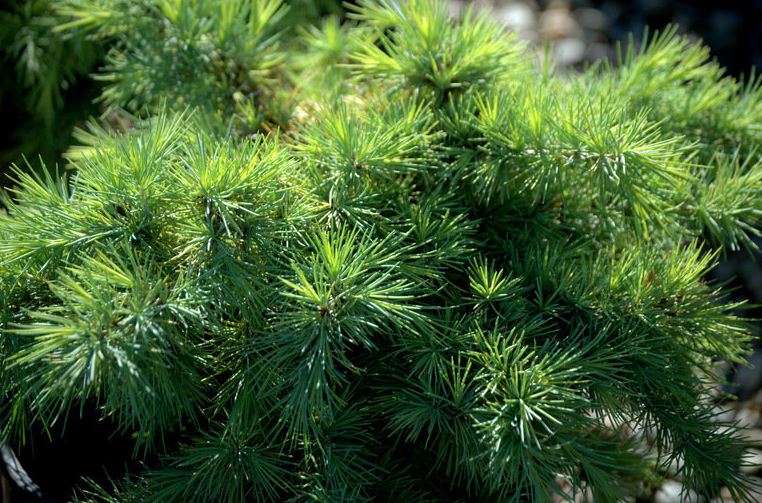 Deodar Cedar, Himalayan Cedar Snow Sprite