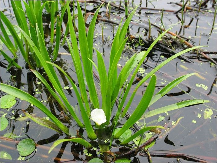 Water Aloe, Water Soldier, Crabs Claw