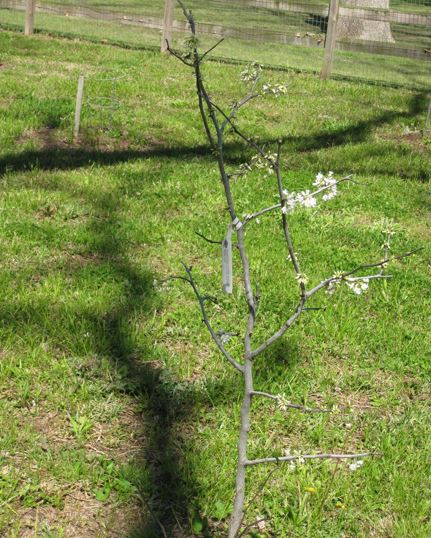 Cercis, Texas Redbud Texas White