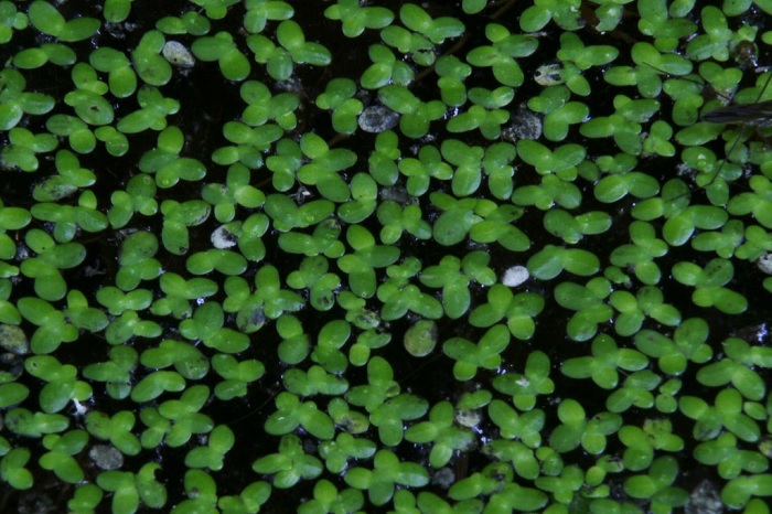 Valdivia Duckweed