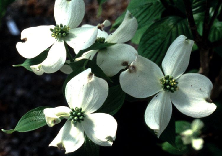 Eastern Dogwood, Flowering Dogwood Appalachian Spring