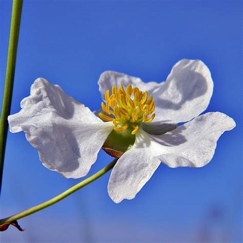 Sagittaria Species, Bulltongue Arrowhead, Duck Potato, Lanceleaf Arrowhead