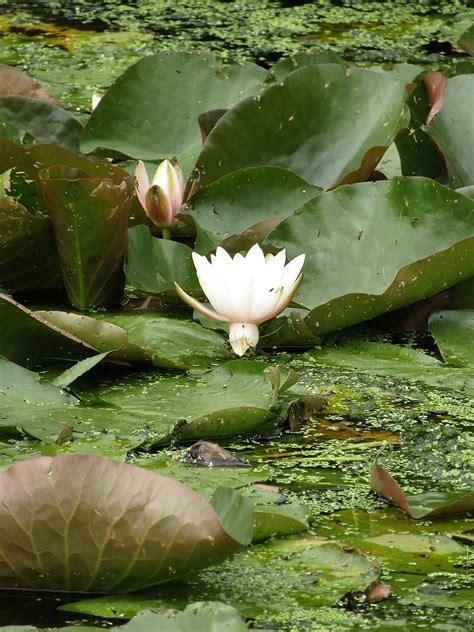 Fragrant Waterlily, Sweet Water Lily, Alligator Bonnet